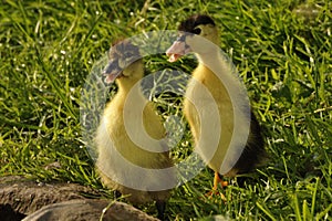 Springily duckling on the grass