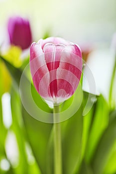 Springlike Tulip bouquet