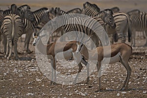 Springok at a waterhole in Etosha National Park, Namibia