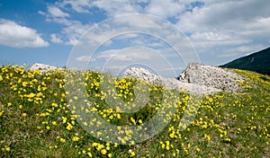 Springs flowers in the Slovak mountains