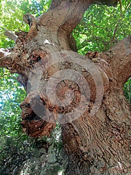 The face of the ancient tree