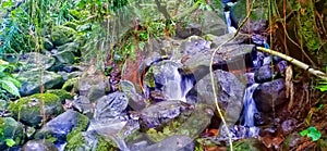 Springs In Tropical Mountain Rocks