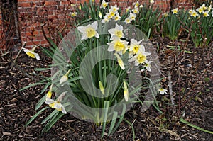 SPRINGS WEATHER AND DAFFODILS FLOWERS