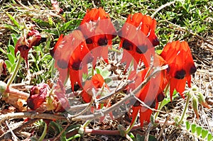 Springs wild flowers the Sturt Desert Pea