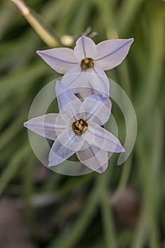 Springstar Ipheion uniflorum, close-up of star-shaped flowers