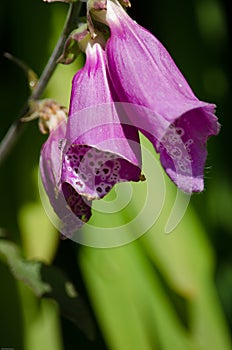 Springtim bloom in purple