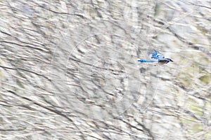 Springtime abstract of a blue Jay flying through forest