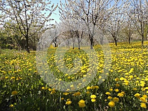 It is springtime again - dandelions and apple trees blooming