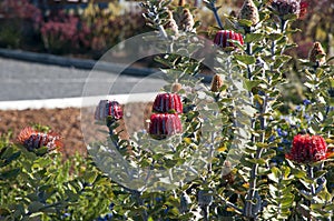 Banksia coccinea bush in flower