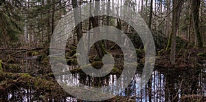 Springtime alder-bog forest