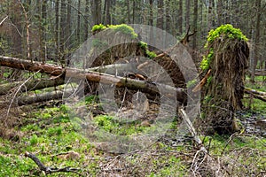 Springtime alder bog forest