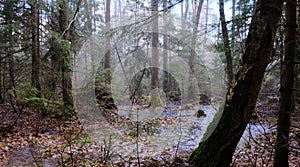 Springtime alder-bog forest in rainfall