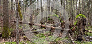 Springtime alder bog forest
