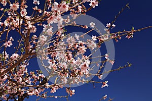 Springtime almond tree blossoms in Morocco