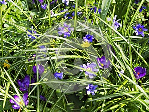 Springtime Anemone Blanda