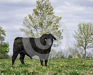 Springtime Angus bull