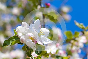 Springtime apple blossom tree