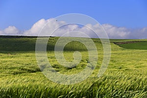 Springtime.Between Apulia and Basilicata: hilly landscape with green cornfields.ITALY. photo