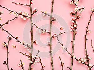 Springtime background with blooming tree branches.