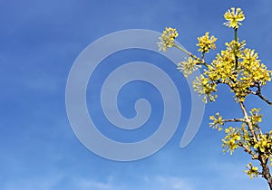 Springtime background, yellow blooming branch of a cornelian cherry bush