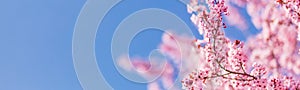 Springtime banner bright pink flowers with blue sky background. Seasonal sunny nature view, idyllic tranquil calming scene