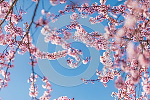 Springtime banner bright pink flowers with blue sky background. Seasonal sunny nature view, idyllic tranquil calming scene