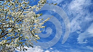 Springtime banner tree blossoms against blue sky
