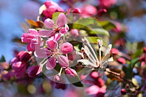 Springtime. Beautiful floral spring abstract background of nature. Blooming branches of trees for spring greeting cards with copy