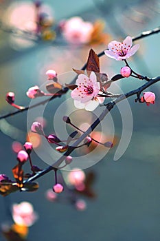 Springtime - Beautiful flowering Japanese cherry - Sakura. Background with flowers on a spring day