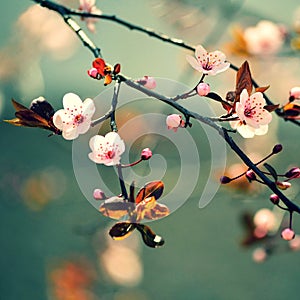 Springtime - Beautiful flowering Japanese cherry - Sakura. Background with flowers on a spring day