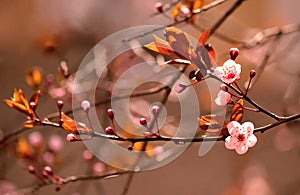 Springtime - Beautiful flowering Japanese cherry - Sakura. Background with flowers on a spring day