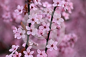 Springtime - Beautiful flowering Japanese cherry - Sakura. Background with flowers on a spring day