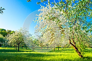 Springtime. Beautiful landscape with blossoming apple garden