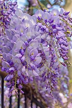 Springtime. Beautiful purple flowers of Wisteria in garden