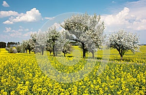 Springtime beautiful view of rapeseed field, alley of apple tree photo
