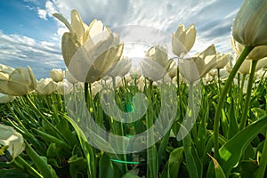 Springtime with beautiful white and red tulips flowers ,Netherlands.