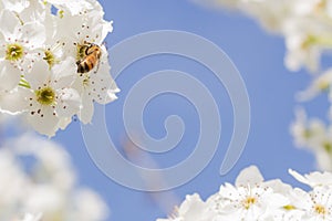 Springtime Bee Harvesting Pollen From Blossoming Tree Buds.