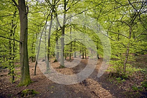Springtime beech forest from Denmark