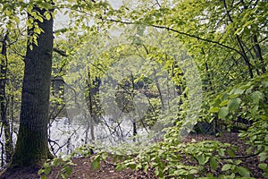 Springtime beech forest lake