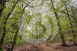 Springtime beech forest with light green leaves