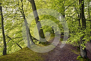 Springtime beech forest with light green leaves