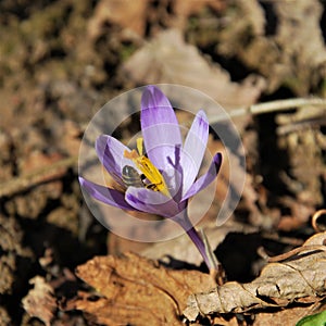SPRINGTIME: Bees and the saffron/crocus