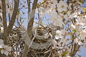 Springtime Bird Nest