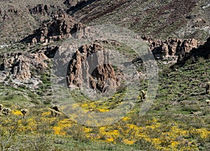 Springtime bloom in the Black Mountains of Arizona