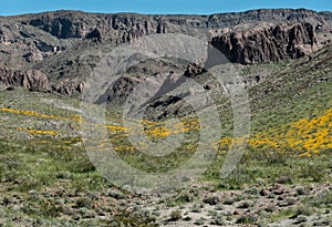 Springtime bloom, the Black Mountains of Arizona