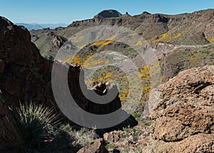 Springtime bloom in the Black Mountains, western Arizona