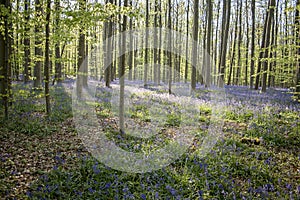 Springtime bloom in the blue forest