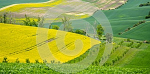 Springtime Bloom in Moravian Tuscany Hills