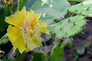 Yellow flower on a cactus plant