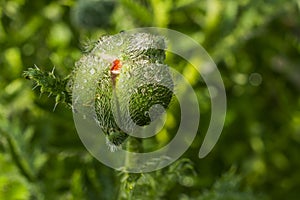 Springtime. A blooming bud of a garden poppy on a green background